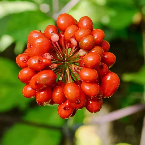 Detail-Ansicht von Ginseng-Blüten