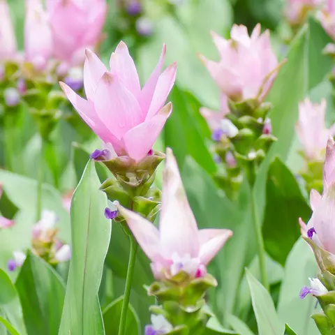 Detail-Ansicht eines Curcuma-Feldes