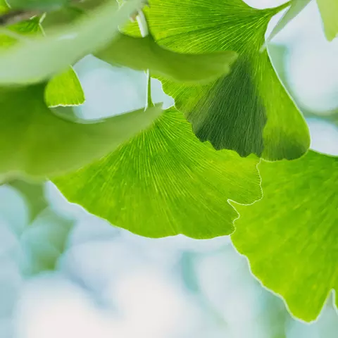 Detail-Ansicht Ginkgo-Blätter