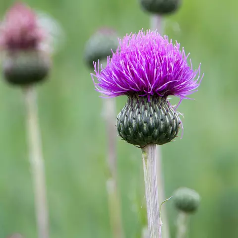 Mariendistel Blüten