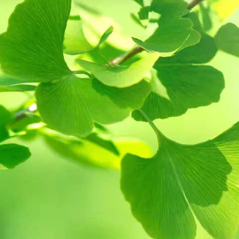 Detail-Aufnahme eines Ginkgo-Baum-Zweiges