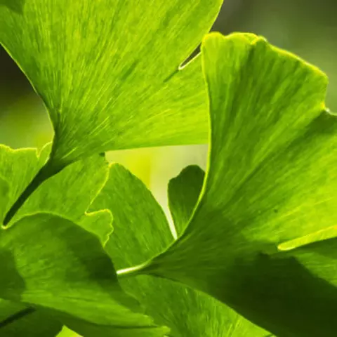 Detail-Ansicht von Ginkgoblättern