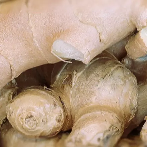 Detail-Ansicht von Ingwer-Wurzeln