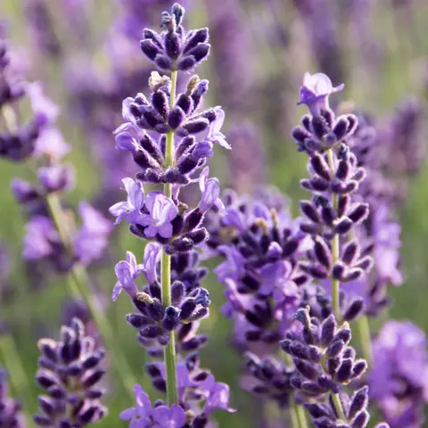 Detail-Ansicht von Lavendel-Blüten