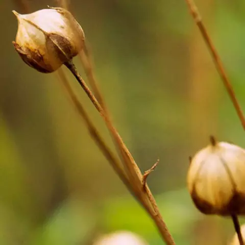 Detail-Ansicht eines Leinsamenfeldes