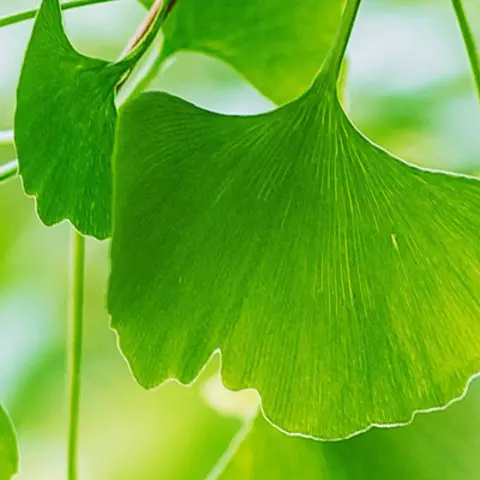Detail-Ansicht von Ginkgoblättern