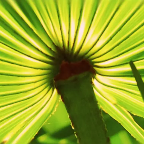 Detail-Ansicht eines Sabal-Blattes