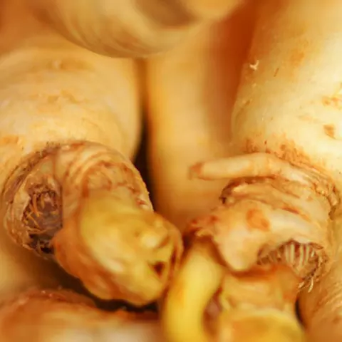 Detail-Ansicht von Ginseng-Wurzeln