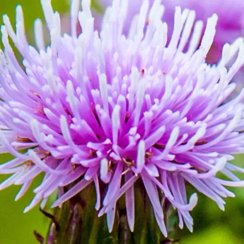 Detail-Ansicht von Mariendistel-Blüten