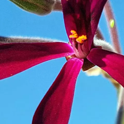 Detail-Ansicht von Pelargonium-Blüten