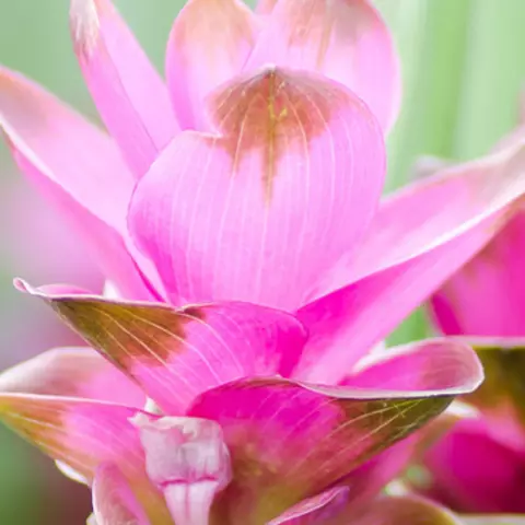 Detail-Ansicht von Curcuma-Blüten