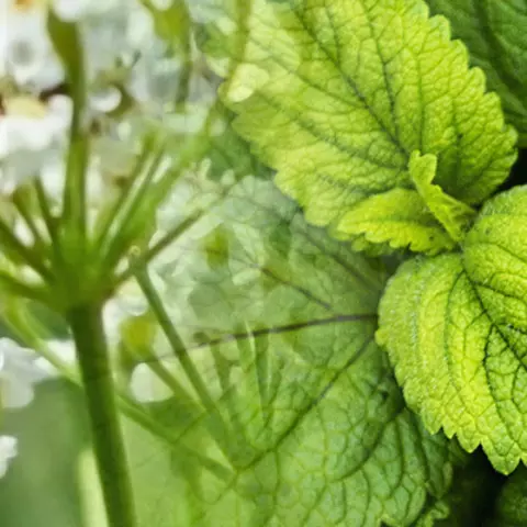 Bildkomposition aus Detailaufnahmen von Kümmelblüten und Pfefferminzblättern
