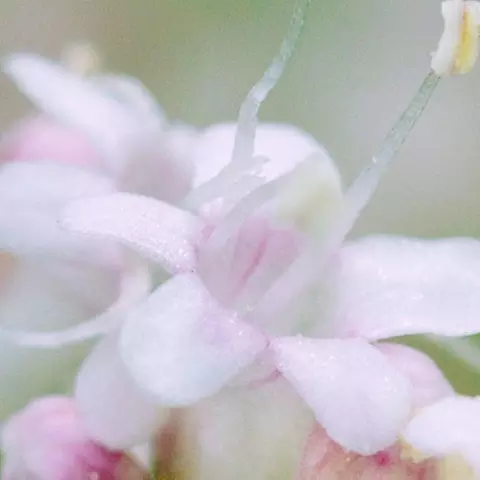 Detail-Ansicht von Baldrian-Blüten