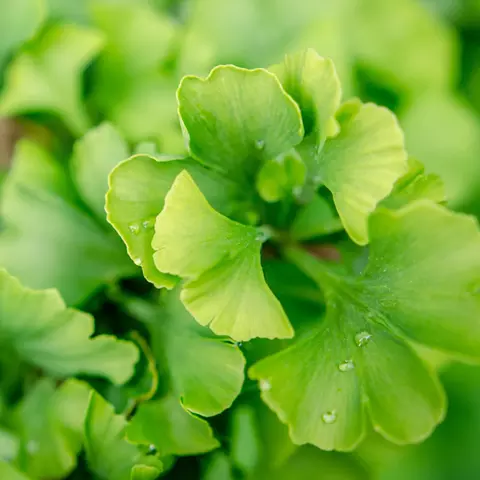 Detail-Ansicht von Ginkgoblättern