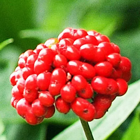 Detail-Ansicht von Ginseng-Früchten
