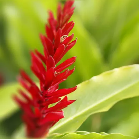 Detail-Ansicht von Ingwer-Blüten