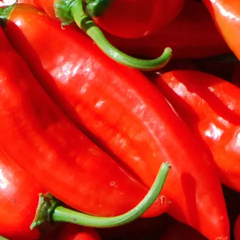 Detail-Ansicht von Capsicum-Schoten
