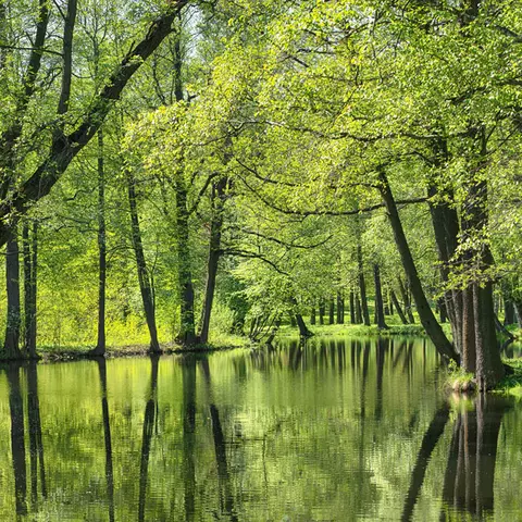 Flusslauf zwischen Bäumen und Wiesen