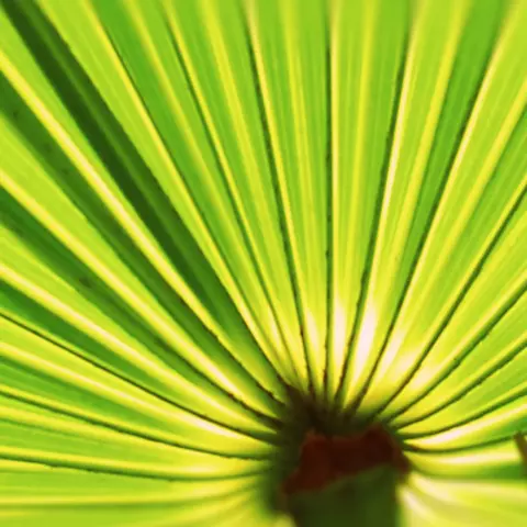 Detail-Ansicht eines Sabal-Blattes