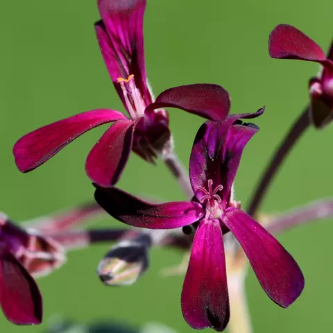 Detail-Ansicht von Pelargonium-Blüten