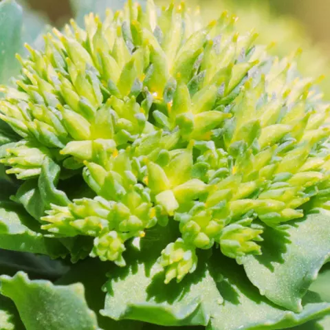 Detail-Ansicht von Rhodiola-Blüten