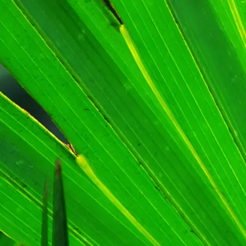 Detail-Ansicht eines Sabal-Blattes