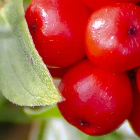 Detail-Ansicht von Ginseng-Früchten