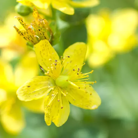 Detail-Ansicht von Johanniskraut-Blüten