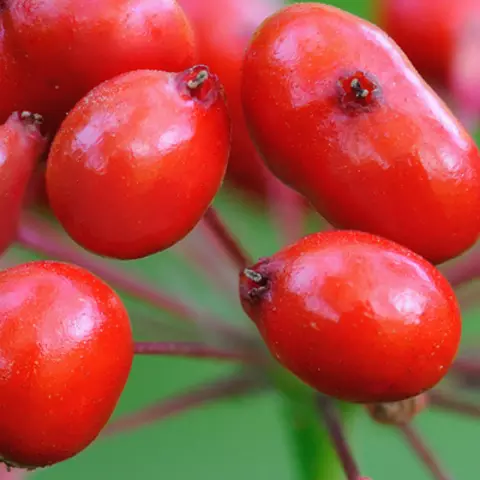 Detail-Ansicht von Ginseng-Früchten