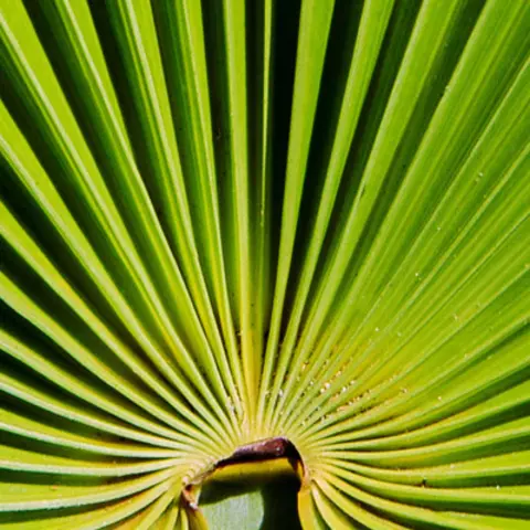 Detail-Ansicht eines Sabal-Blattes