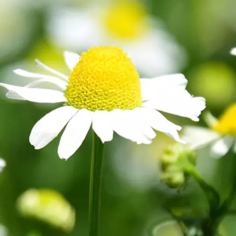 Detail-Ansicht von Kamillenblüten