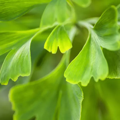 Detail-Ansicht von Ginkgoblättern