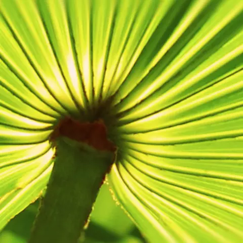 Detail-Ansicht eines Sabal-Blattes