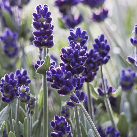 Detail-Ansicht von Lavendel-Blüten