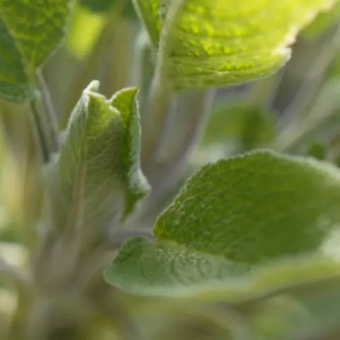 Detail-Ansicht von Salbei-Blättern