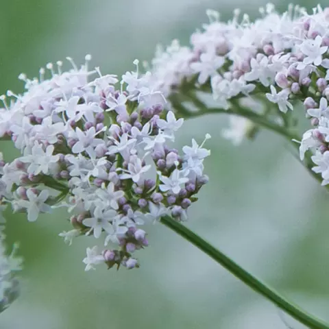 Detail-Ansicht von Baldrian-Blüten