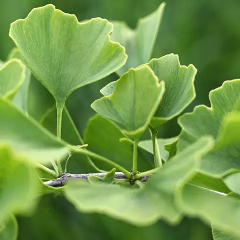 Detail-Ansicht von Ginkgoblättern