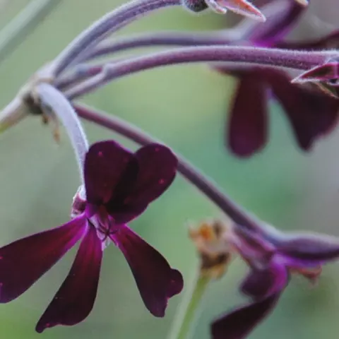  Detail-Ansicht von Pellargonium-Blüten