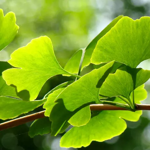 Detail-Ansicht von Ginkgoblättern