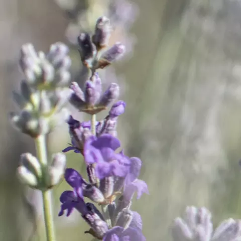 Detail-Ansicht von Lavendel-Blüten