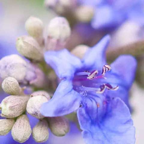  Detail-Ansicht von Mönchspfeffer-Blüten