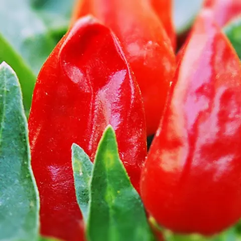 Detail-Ansicht von Capsicum-Schoten