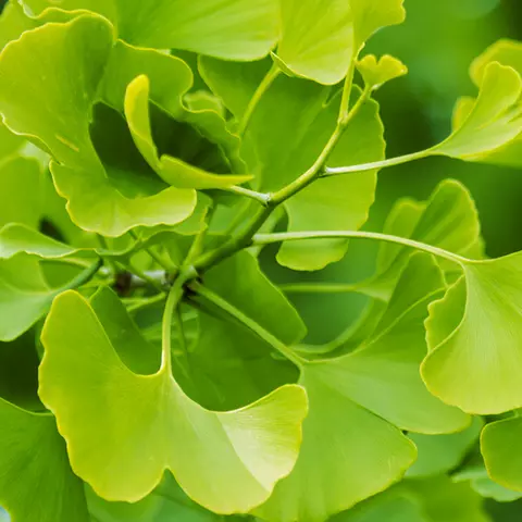 Detail-Ansicht von Ginkgoblättern