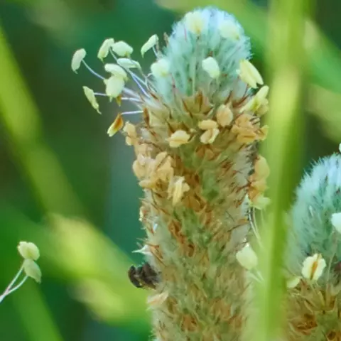 Detail-Ansicht von Flohsamen-Blüten