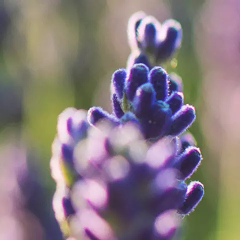 Detail-Ansicht von Lavendel-Blüten