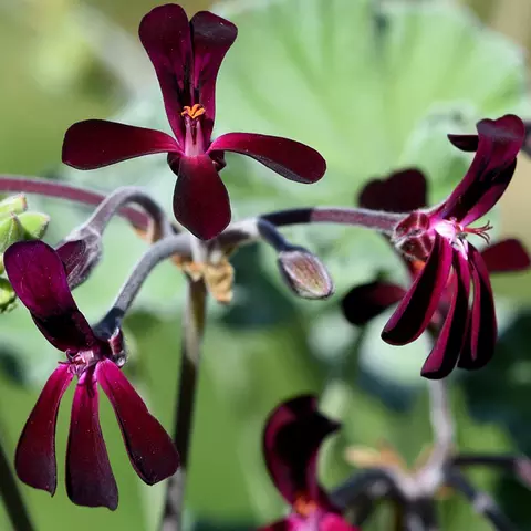 Detail-Ansicht von Pellargonium-Blüten