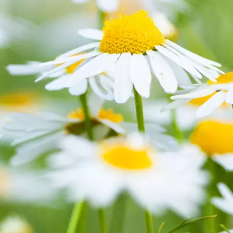 Detail-Ansicht von Kamille-Blüten