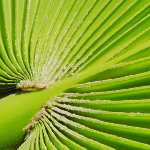 Detail-Ansicht eines Sabal-Blattes