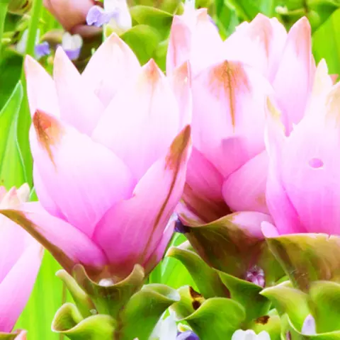 Detail-Ansicht von Curcuma-Blüten