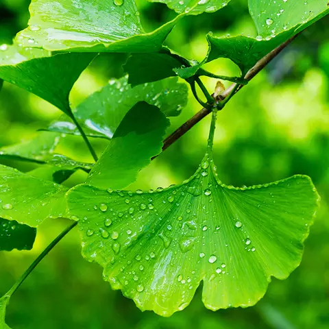 Detail-Ansicht von Ginkgoblättern
